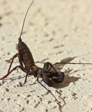 bir vinegaroon olarak da bilinen kamçı Akrep