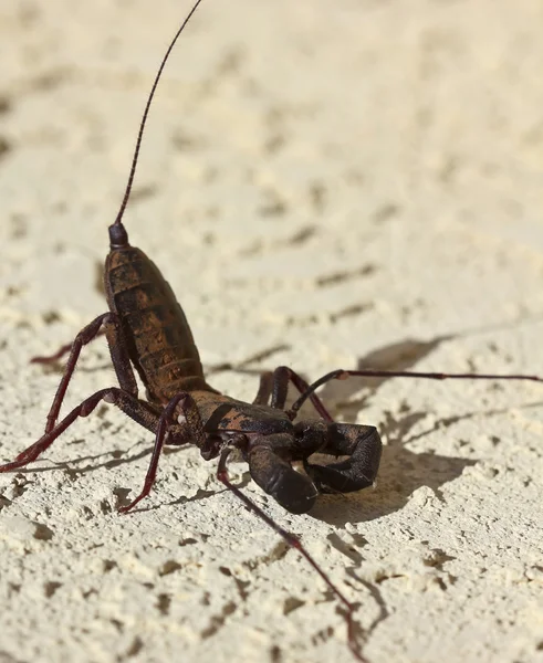 Un Vinegaroon, également connu sous le nom de Scorpion fouet — Photo