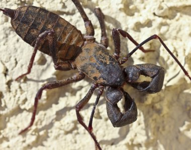 bir vinegaroon olarak da bilinen kamçı Akrep