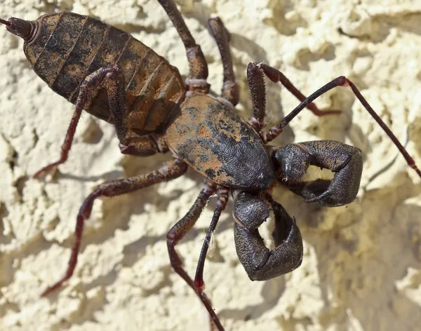 A Vinegaroon, Also Known as Whip Scorpion — Stock Photo, Image