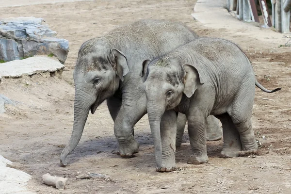 A Pair of Baby Asian Zoo Elephants — Stock Photo, Image