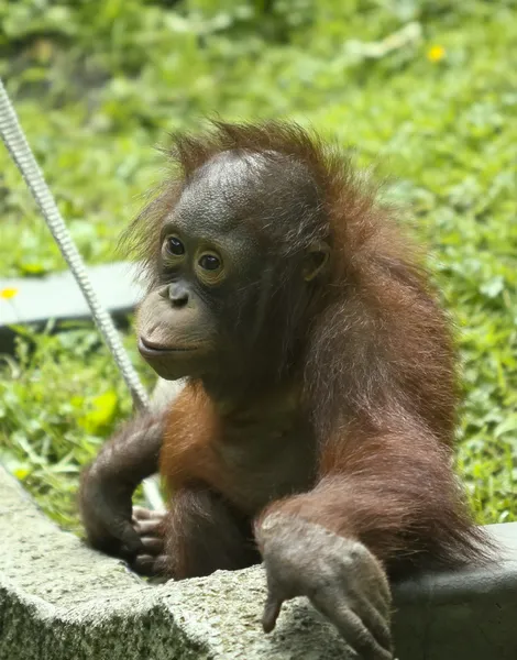 En baby orangutang i dess zoo inhägnad — Stockfoto