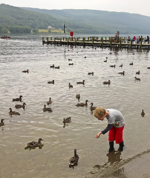 Un niño alimenta a los patos en Coniston —  Fotos de Stock