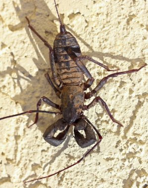 A Vinegaroon, Also Known as Whip Scorpion clipart