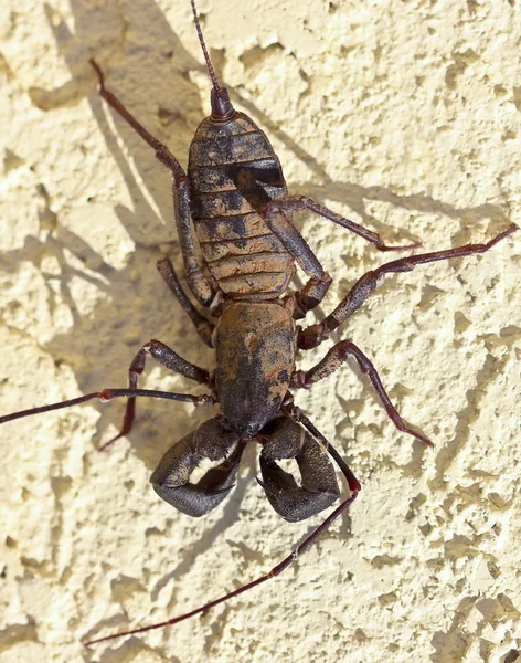 En vinegaroon, även känd som piska scorpion — Stockfoto