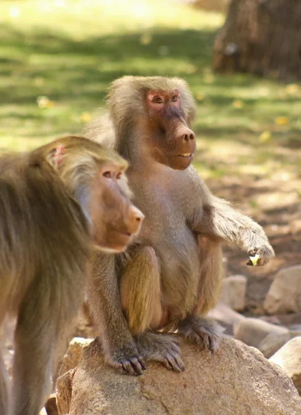 A Pair of Baboons, in the Genus Papio — Stock Photo, Image