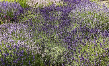 alan lavanta çiçekleri ile dolu