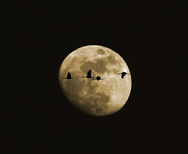 Um Quarteto de Guindastes de Sandhill Contra a Lua — Fotografia de Stock