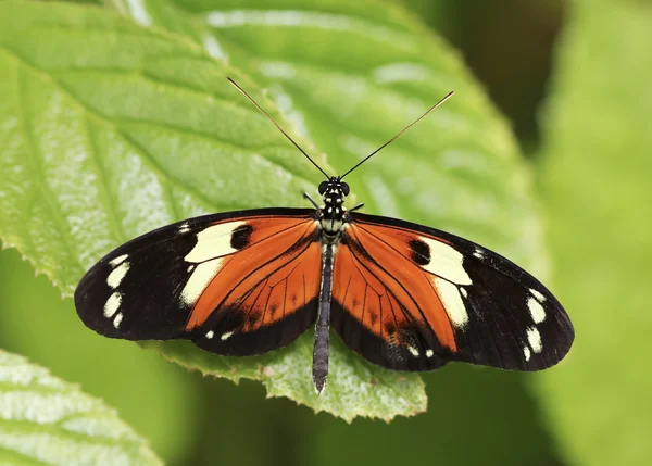 Ein orange-schwarzer Regenwald-Schmetterling — Stockfoto