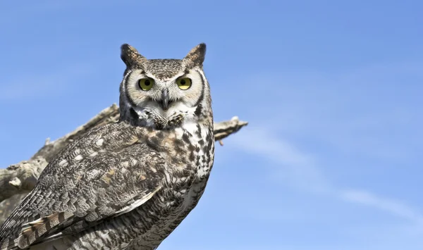A Great Horned Owl Against a Blue Sky — Stock Photo, Image