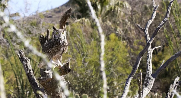 Un grande gufo cornuto nel deserto sonoro — Foto Stock