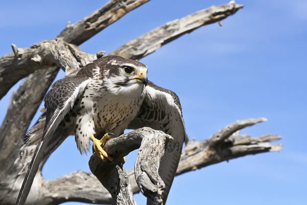 Een prairie falcon tegen een blauwe hemel — Stockfoto