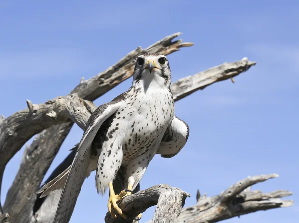 A Prairie Falcon Against a Blue Sky — Stock Photo, Image