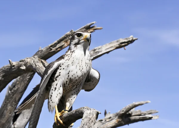 Een prairie falcon tegen een blauwe hemel — Stockfoto