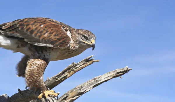 Een ijzerhoudende havik op een oude addertje onder het gras — Stockfoto