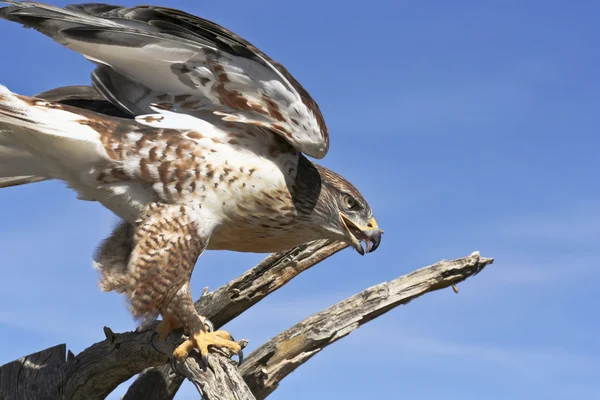 Een ijzerhoudende havik op een oude addertje onder het gras — Stockfoto