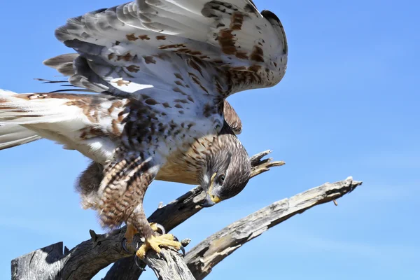A Ferruginous Hawk on an Old Snag — Stock Photo, Image