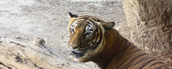 Ein hungriger Tiger versteckt sich hinter einem Baumstamm — Stockfoto
