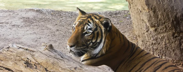 Ein hungriger Tiger versteckt sich hinter einem Baumstamm — Stockfoto