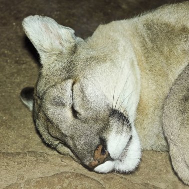 A Mountain Lion Sleeping in its Den clipart