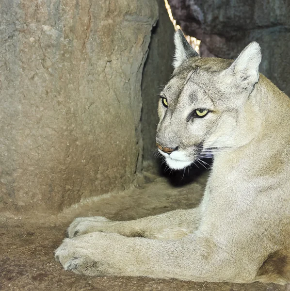 A Mountain Lion in its Den Portrait — Stock Photo, Image