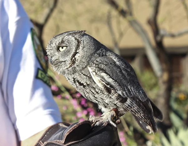 Uma coruja pigmeu em uma luva de jardim zoológico Docent — Fotografia de Stock