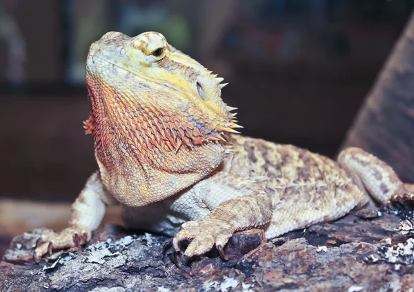 En närbild av en skäggiga drake — Stockfoto