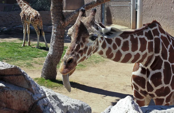 Une girafe sort sa longue langue — Photo