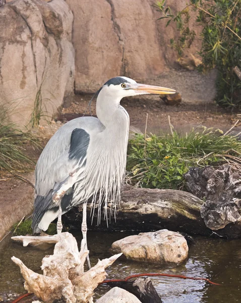 A Great Blue Heron Stands in a Pond — Stock Photo, Image