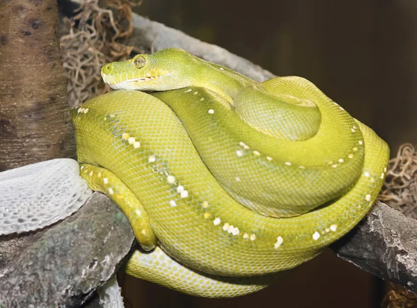 Zelený strom python ve svitcích po prolití — Stock fotografie