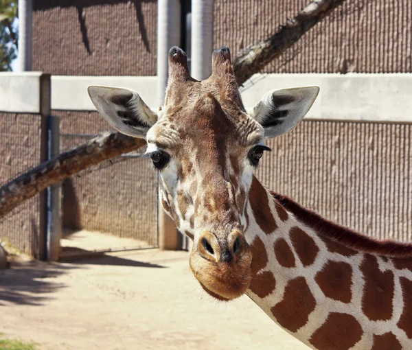 Uma girafa em seu recinto zoológico — Fotografia de Stock