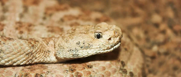 A Close Up of a Red Diamond Rattlesnake — Stock Photo, Image