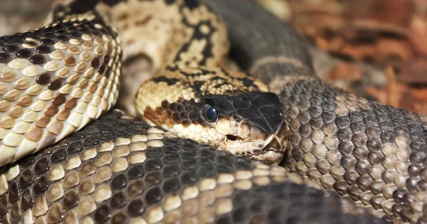 Um close up de uma cascavel Mojave — Fotografia de Stock