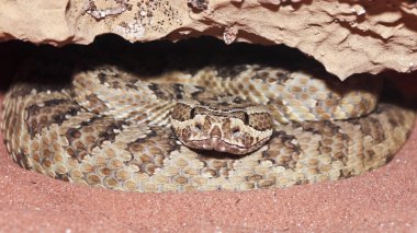 onun odasında dolandı massasauga kurnaz