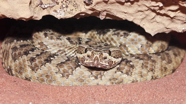 A Massasauga Rattler Coiled in its Den — Stock Photo, Image