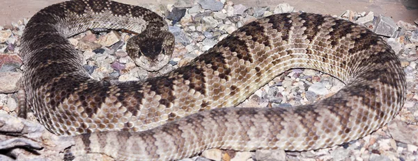 Un serpente a sonagli Diamondback occidentale in ghiaia — Foto Stock