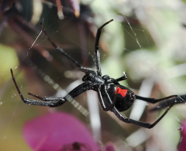 Una araña viuda negra en su tela —  Fotos de Stock