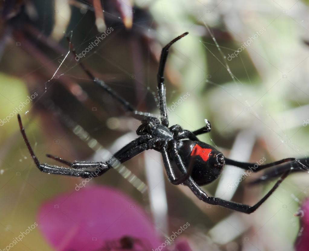 A Black Widow Spider in its Web — Stock Photo © neilld 25812613