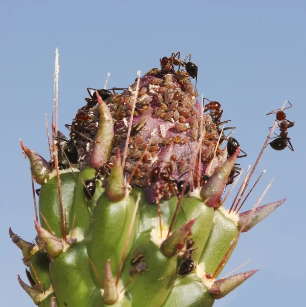 Μυρμήγκια τείνουν αφίδες σε ένα οφθαλμό cholla — Φωτογραφία Αρχείου