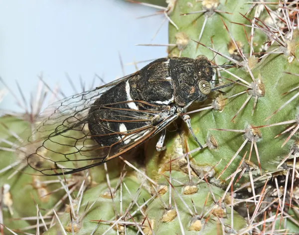 Ένας Τζίτζικας έντομο σε έναν κάκτο cholla — Φωτογραφία Αρχείου