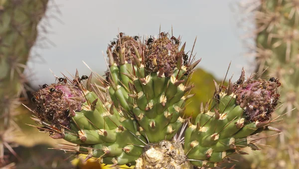 Karıncalar üzerinde üç cholla tomurcukları yaprak biti eğilimi — Stok fotoğraf