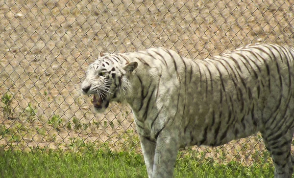 怒っている白い動物園タイガー鳴る彼の不快感 — ストック写真