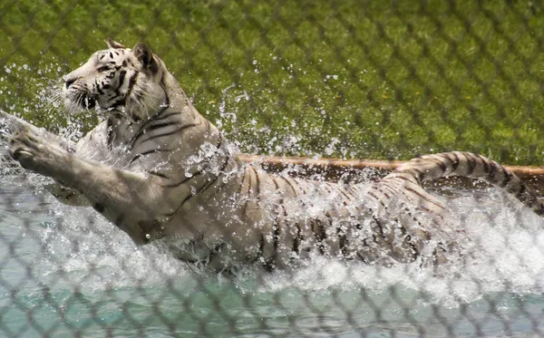 A White Tiger Leaps into its Pool — Stock Photo, Image