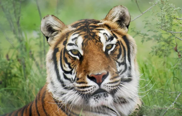 Een portret van een Bengaalse tijger in het forest — Stockfoto