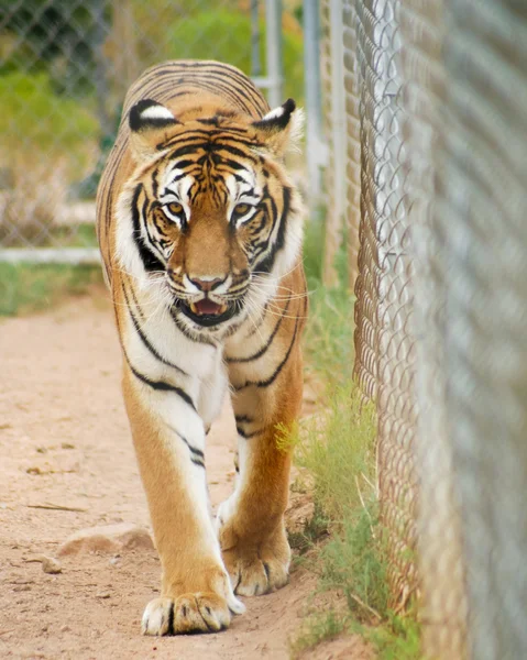 Um retrato de um tigre de bengala em uma gaiola do jardim zoológico — Fotografia de Stock