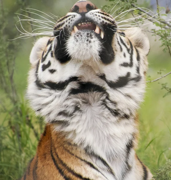 Een portret van een uitrekkende Bengaalse tijger — Stockfoto