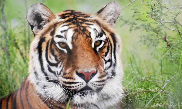 Een portret van een Bengaalse tijger in het forest — Stockfoto