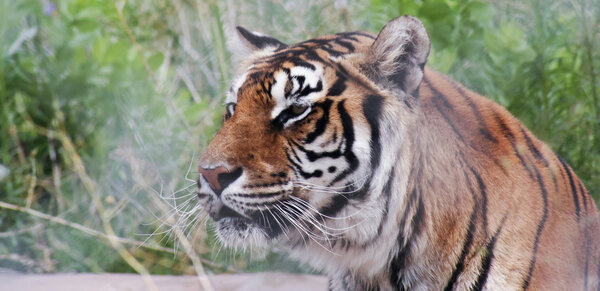 A Close Portrait of a Bengal Tiger Deep in the Forest