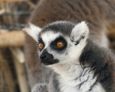 ring-tailed bir lemur portresi