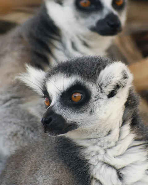 Ένα πορτρέτο του Ring-ουρά lemurs — Φωτογραφία Αρχείου